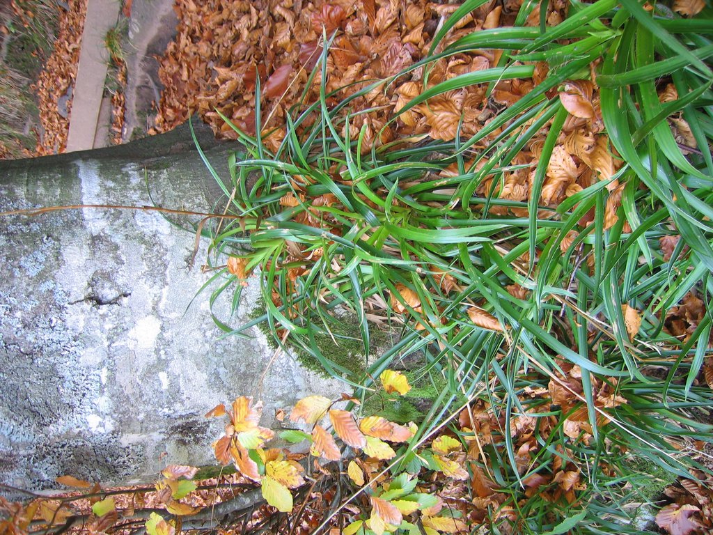 Luzula sylvatica